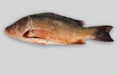 Pargo